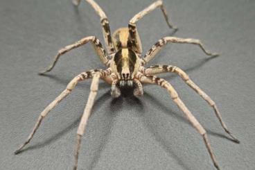 Spiders and Scorpions kaufen und verkaufen Photo: Ohvida sp.cuba ENZ 05/25 FH2 Spiders and Scorpions kaufen und verkaufen Photo: Ohvida sp.cuba ENZ 05/25 FH2
