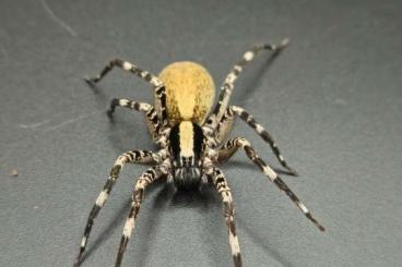 Spinnen und Skorpione kaufen und verkaufen Foto: Pamphobeteus sp. mascara und Ohvida ENZ Spinnen und Skorpione kaufen und verkaufen Foto: Pamphobeteus sp. mascara und Ohvida ENZ