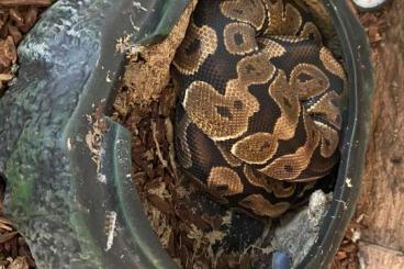 Ball Pythons kaufen und verkaufen Photo: Königspython männlich 1 Jahr alt