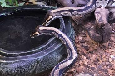 Pythons kaufen und verkaufen Foto: 2 Pythons plus Terrarium 