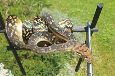 Pythons kaufen und verkaufen Foto: Simalia amethistina "Oksibil"