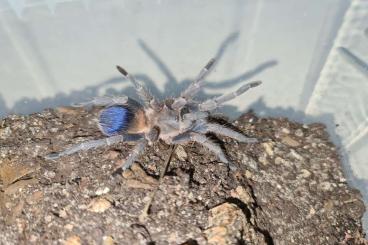 - bird spiders kaufen und verkaufen Photo: Einige Vogelspinnen abzugeben!