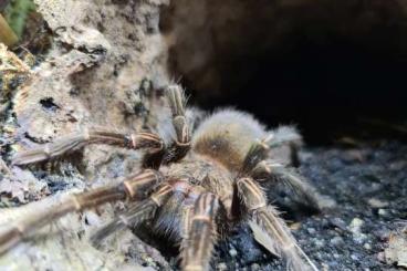 Vogelspinnen kaufen und verkaufen Foto: Theraphosinae sp. piura NZ