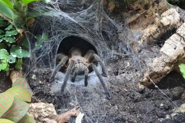 - bird spiders kaufen und verkaufen Photo: Chilobrachys dyscolus (Black) zu verkaufen