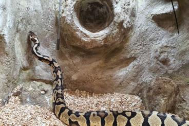 Schlangen kaufen und verkaufen Foto: Königspython mit Terrarium 