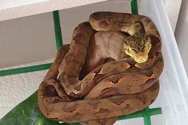 Snakes kaufen und verkaufen Photo: Corallus hortulanus Babys 2024 Snakes kaufen und verkaufen Photo: Corallus hortulanus Babys 2024