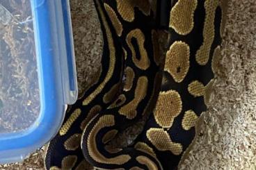 Ball Pythons kaufen und verkaufen Photo: eigene Nachzuchten Königspython