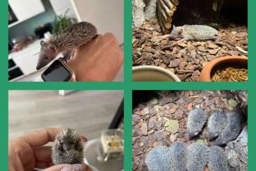 Exotic mammals kaufen und verkaufen Photo: Igeltanrek Babys, bereit zum ausziehen 