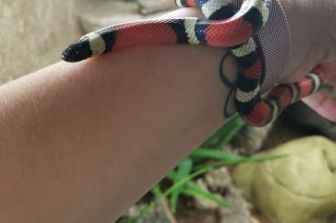 Colubrids kaufen und verkaufen Photo: Lampropeltis sinaloae Königsnatter