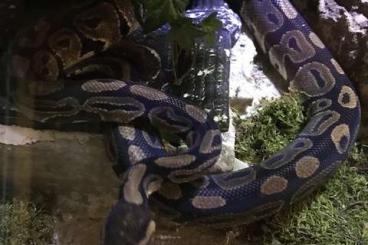 Königspythons kaufen und verkaufen Foto: Python und Natter ziehen aus