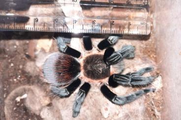 - bird spiders kaufen und verkaufen Photo: Spinnen suchen ein neues Zuhause 