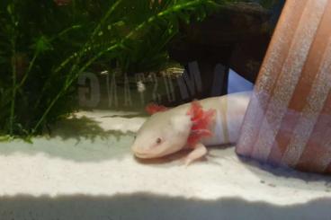 Molche kaufen und verkaufen Foto: 2 Axolotl m/ w 30,- ,(200l Aquarium + Zubehör)