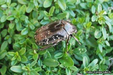 Insects kaufen und verkaufen Photo: SUCHE: lebende Exemplare Protaetia brevitarsis!!!!