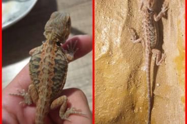 Bartagamen kaufen und verkaufen Foto: Verkaufe Bartagame pogona viticeps letherback