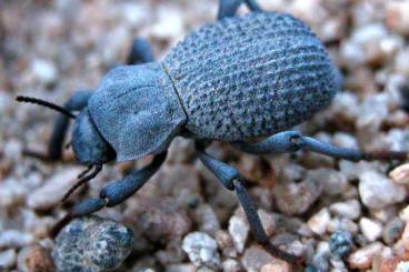 Insects kaufen und verkaufen Photo: Blue death-feigning beetle (Asbolus verrucosus)