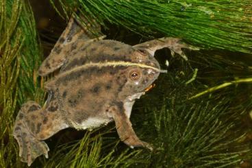 Frösche  kaufen und verkaufen Foto: Green puddle frog (Occidozyga lima)