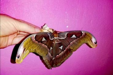 Insekten kaufen und verkaufen Foto: Attacus lorquini Kokons zu verkaufen 