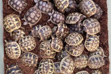 Landschildkröten kaufen und verkaufen Foto: Griechische Landschildkröten 