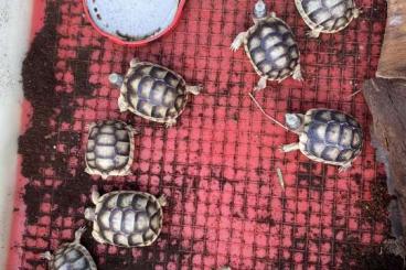 Landschildkröten kaufen und verkaufen Foto: Verkaufe Breitrandschildkröten (Testudo marginata)