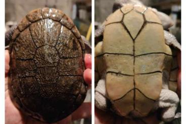 Schildkröten  kaufen und verkaufen Foto: Turtles for sale or trade in Houten 