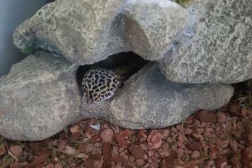 Geckos kaufen und verkaufen Photo: Leopardengeckos 2 Stück mit Zubehör 