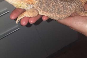 Bearded dragons kaufen und verkaufen Photo: Kleine farb Bartagame babys