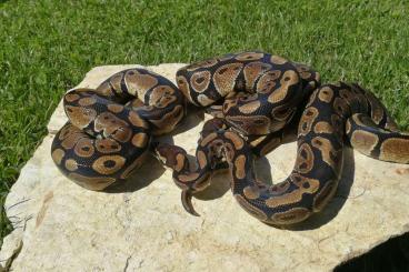 Königspythons kaufen und verkaufen Foto: Albino und het Albino Königspythons