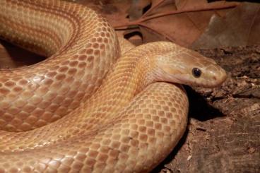 Nattern ungiftige  kaufen und verkaufen Foto: Adulte Kornnatter 0.1 Caramel Motley x Striped het Amel. zu verkaufen