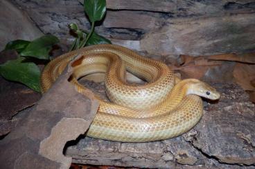 Colubrids kaufen und verkaufen Photo: Adulte Kornnatter 0.1 Caramel Motley x Striped het Amel. zu verkaufen