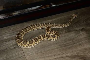 Giftschlangen kaufen und verkaufen Foto: Crotalus atrox 1.0 scaleless