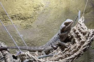 Bearded dragons kaufen und verkaufen Photo: Verkaufen unsere 5 jährige Dame