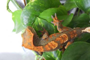 Geckos kaufen und verkaufen Foto: Kronengecko Correlophus ciliatus männlich ca 10 Monate alt