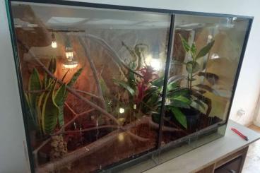Geckos kaufen und verkaufen Foto: Phelsuma grandis. Taggecko männchen