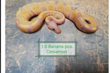 Ball Pythons kaufen und verkaufen Photo: 1.0  lesser pastel banana cinnamon 