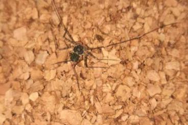 Spiders and Scorpions kaufen und verkaufen Photo: Amblypygi - whip spiders - Phrynus maesi