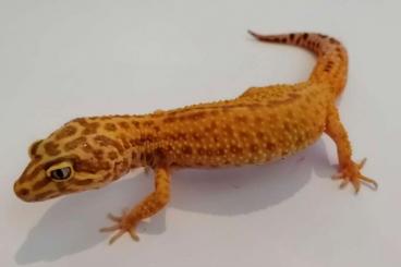 Geckos kaufen und verkaufen Photo: 2x Leopardgecko 2019 tangerine eclipse
