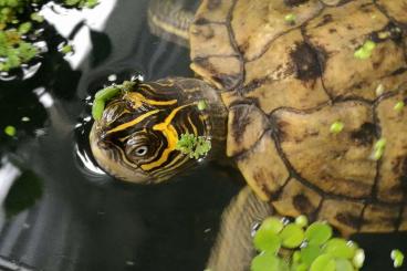Sumpfschildkröten kaufen und verkaufen Foto: Mississippi Höcker sucht neues Zuhause 