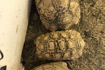 Landschildkröten kaufen und verkaufen Foto: Stigmochelys Pardalis Babcocki 