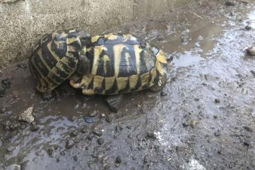 Landschildkröten kaufen und verkaufen Foto: Testudo Hermanni Boettgeri