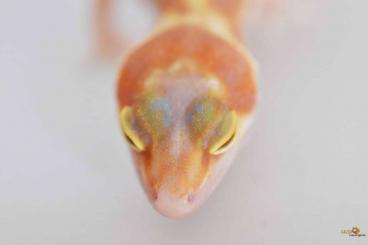 Geckos kaufen und verkaufen Foto: Leopardgecko Nachzucht 2021