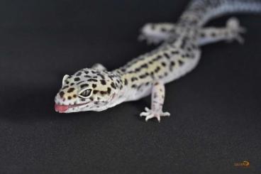 Geckos kaufen und verkaufen Photo: Black Nights Leopardgecko