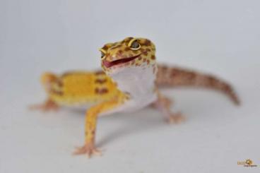 Geckos kaufen und verkaufen Foto: Biete Leopardgecko Männchen 