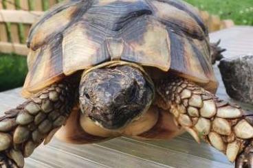 Landschildkröten kaufen und verkaufen Foto: Breitrandschildkröte Testudo marginata