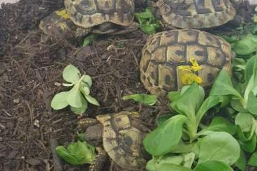 Landschildkröten kaufen und verkaufen Foto: Griechische Landschildkröten NZ 2022 Landschildkröten kaufen und verkaufen Foto: Griechische Landschildkröten NZ 2022