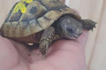 Landschildkröten kaufen und verkaufen Foto: Griechische Landschildkröten NZ 2022