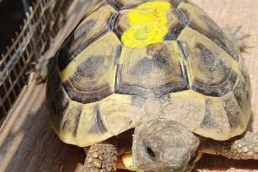Tortoises kaufen und verkaufen Photo: Griechische Landschildkröten NZ 2022 Tortoises kaufen und verkaufen Photo: Griechische Landschildkröten NZ 2022