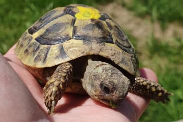 Landschildkröten kaufen und verkaufen Foto: 3-jährige Griechische Landschildkröten Landschildkröten kaufen und verkaufen Foto: 3-jährige Griechische Landschildkröten
