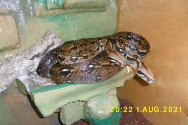 Boas kaufen und verkaufen Foto: Boa Constrictor Imperator