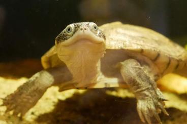 Turtles and Tortoises kaufen und verkaufen Photo: 0.1 Pelusius adansonii gesucht