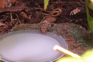 Geckos kaufen und verkaufen Photo: Jungferngecko Lepidodactylus lugubris